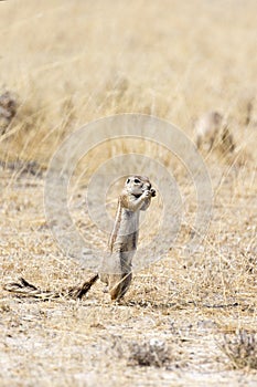 View of a ground squirrel