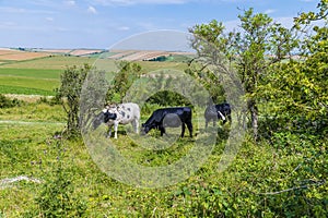 A view of a group of cows grazing in the fields on the South Downs above Worthing, Sussex