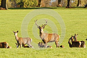 Male deer with his does during the rutting season photo