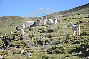 View of group of goats eating grass together in hilly area of Himachal Pradesh