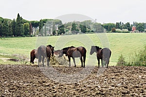 View of group of horses in pasture
