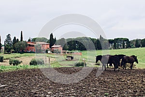 View of group of horses in pasture