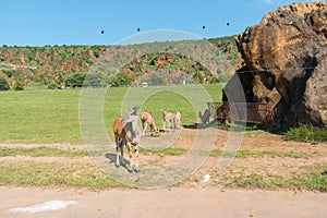 View of a group of impales at a nature park photo