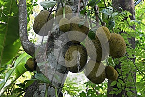A view of a group of Jackfruits hanging from the stem of a Jack tree