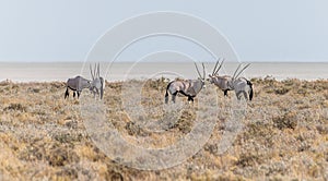 A view of a group of Oryx in the morning in the Etosha National Park in Namibia