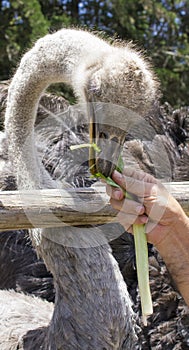 A good shot of an ostrich feeding on a farm