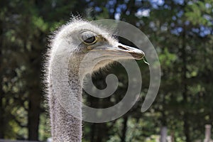 A good shot of an ostrich feeding on a farm