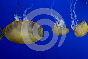 view of a group of pacific sea nettles swimming around inside a bright blue aquarium