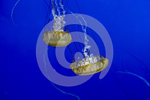 view of a group of pacific sea nettles swimming around inside a bright blue aquarium