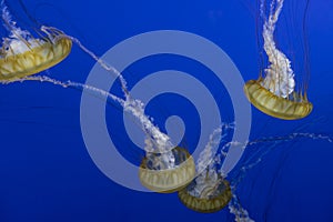 View of a group of pacific sea nettles swimming around inside a bright blue aquarium
