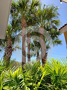 View of a Group of Palmetto Trees Framed by a Building
