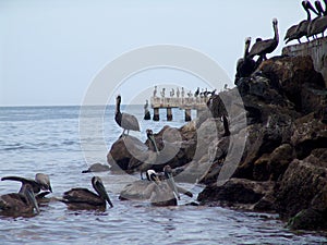 View of a group of Pelicans resting in the seacoast with big rocks