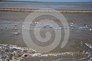 View of a group of seagulls in the muddy shore