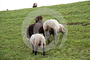 View on a group of sheeps feeding grass on a grass area under a cloudy sky in rhede emsland germany