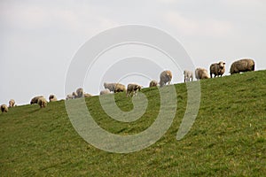 View on group of sheeps standing on a grass area under a cloudy sky in rhede emsland germany