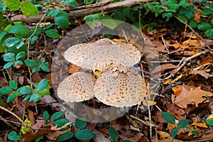 View on group of three parasol mushrooms Macrolepiota procera with brown foliage in german forest