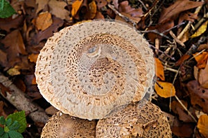 View on group of three parasol mushrooms Macrolepiota procera with brown foliage in german forest