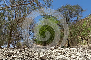 View of a group of trees on a mountain that grow on a bottom of white rock.