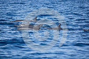 View of a group of wild dolphins