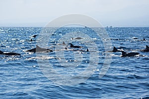 View of a group of wild dolphins