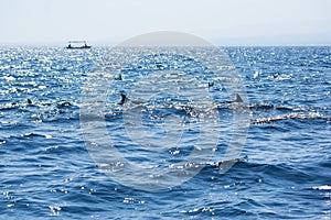 View of a group of wild dolphins