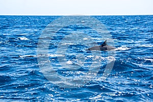 View of a group of wild dolphins