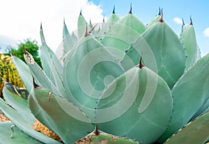 View of growing Agave Parryi Truncata plant, also known as Artichoke Agave