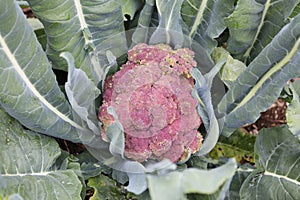 View of growing cauliflower