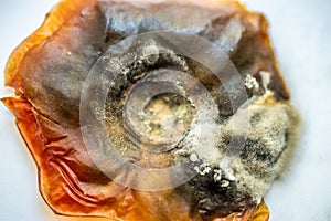 View of growing mold on the surface of a rotten tomato.