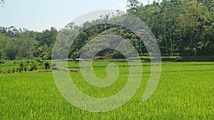 The view of growing rice fields with long shot angle