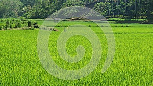 The view of growing rice fields with long shot angle