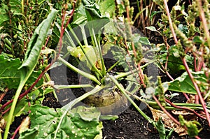 View of a growing rutabaga. Plant in the field.