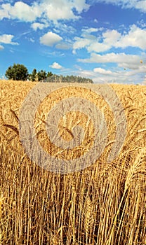 View of growing wheats in wheat field