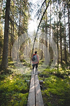 View of a grown man walking through the forest on a duckboard in Hiidenportti national park, Sotkamo, kainuu region in Finland.