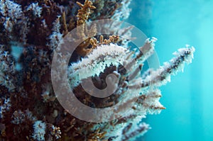 View of growths on pylon from the Underwater Observatory, Busselton Jetty, WA, Australia