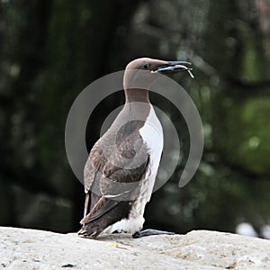 A view of a Guillemot with a fish