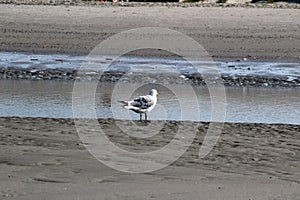 View on a gull at the watt on the northern sea island juist germany