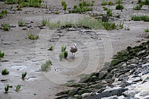 View on a gull at the watt under a blue sky on the northern sea island juist germany