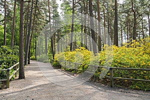 View of Haaga Rhododendron Park, walkway and blooming azaleas