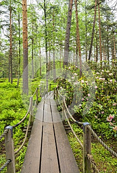 View of Haaga Rhododendron Park, wooden walkway and rhododendrons, Helsiki, Finland