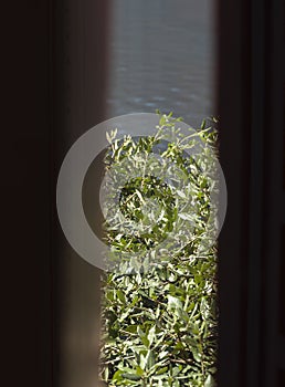 View through the half closed window on the greenery by the lake photo