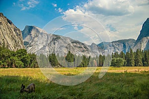 View of Half Dome from Yosemite Valley, Cook`s meadow trail, Yosemite NP, California, USA.