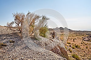 view of haloxylon tree next to a dried-up streambed in Altyn Emel National Park, Kazakhstan