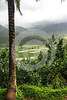 View of Hanalei Valley, Kauai, Hawaii