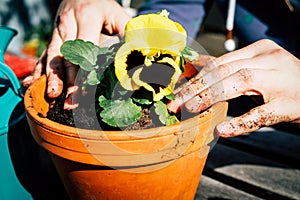 View of hand planting pansy flower in pot