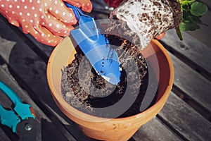 View of hands planting flower plant in the pot