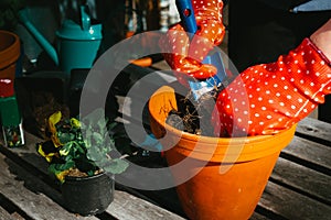 View of hands planting pansy flower and garden tools