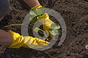 View of hands planting strawberry bush into ground on garden bed