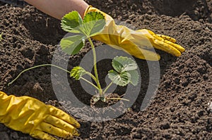 View of hands planting strawberry bush into ground on garden bed