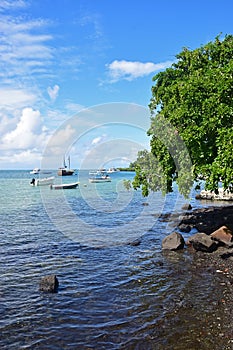 View of hanging tree and see at Trou D'Eau Douce embarkation point photo